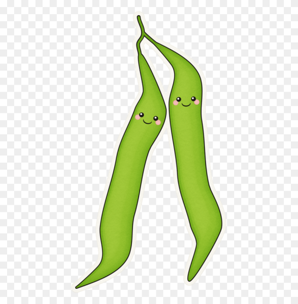 Стручки бобов нарисованные
