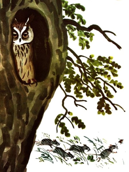 Сова Виталий Бианки старик