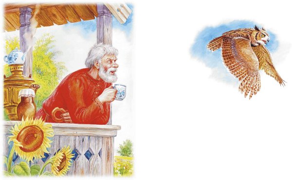 Сказка Сова Бианки старик