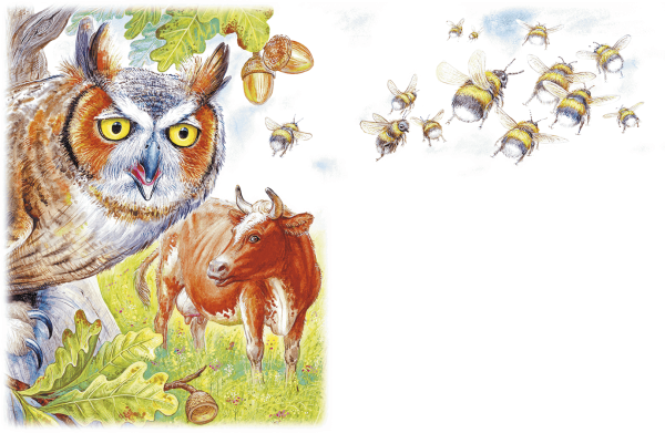 Виталий Бианки рассказ Сова