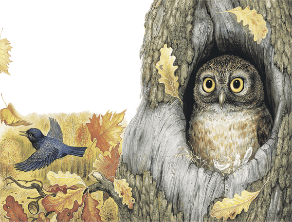 Сказка Сова Бианки