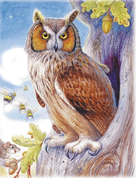 Сказка Сова Бианки