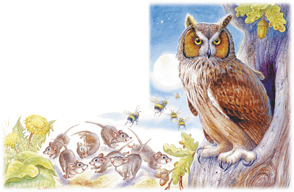 Виталий Бианки Сова