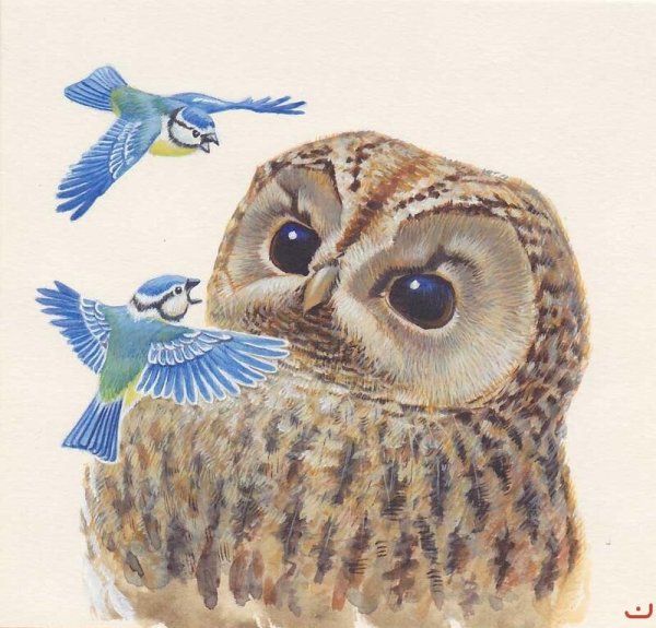 Процесс рисования Совы