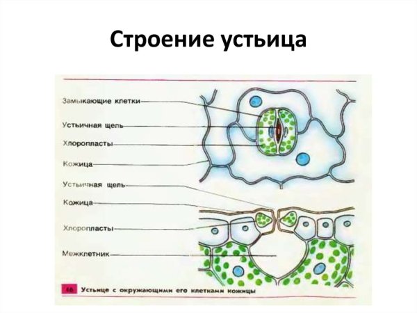 Схема строения устьиц листа растений