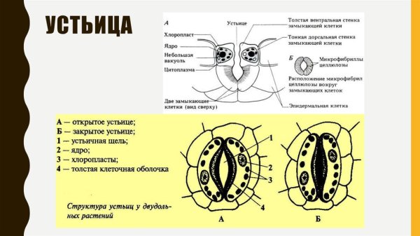 Схема строения устьица растений