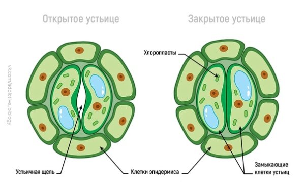 Строение устьиц растений