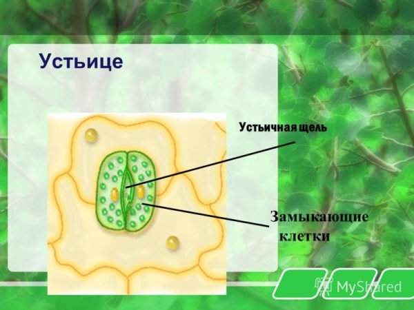 Устьичная щель это клетка