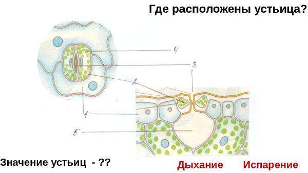Строение устьица листа