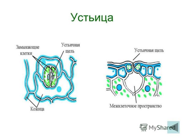 Строение устьичного аппарата листа