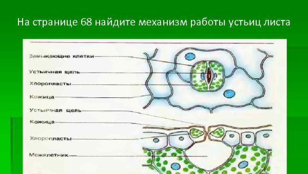 Строение устьица листа