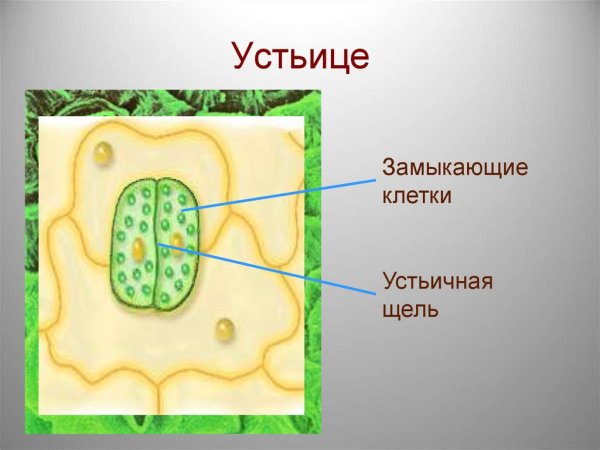 Устьице в клетке растения