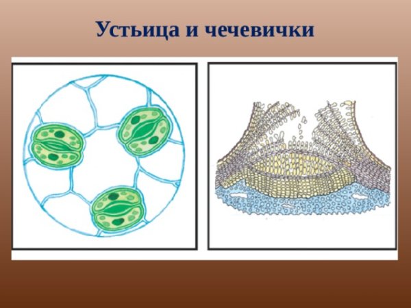 Устьица строение и функции