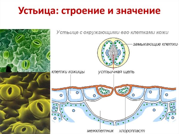 Строение устьица без подписей