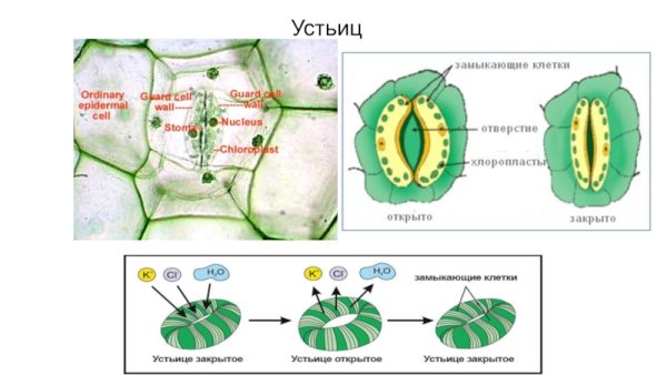 Эпидермис, строение устьица