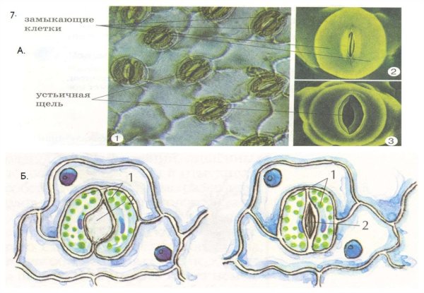 Внутреннее строение листа устьица