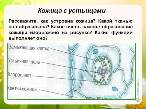Строение устьица и клеток листа