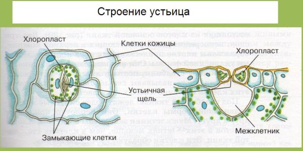 Первичная покровная ткань эпидерма устьица