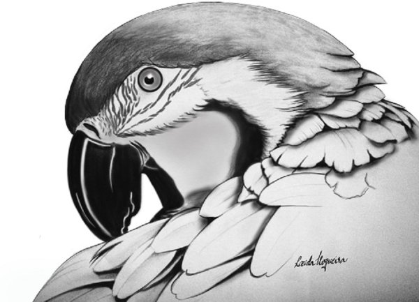 Рисунок карандашом Гартик