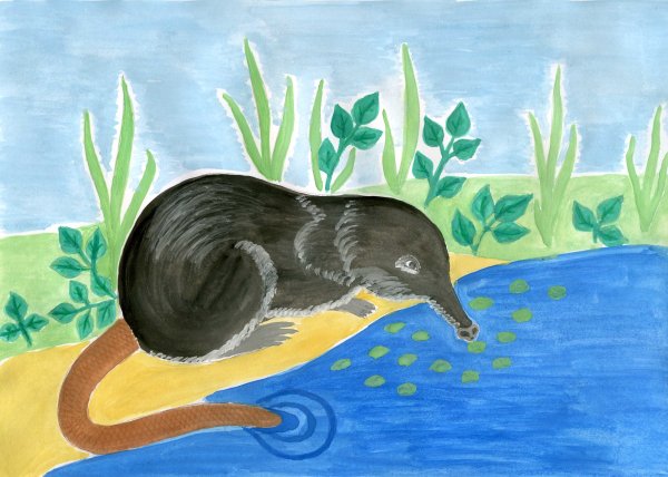 Русская выхухоль