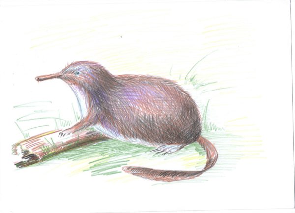 Выхухоль русская красная