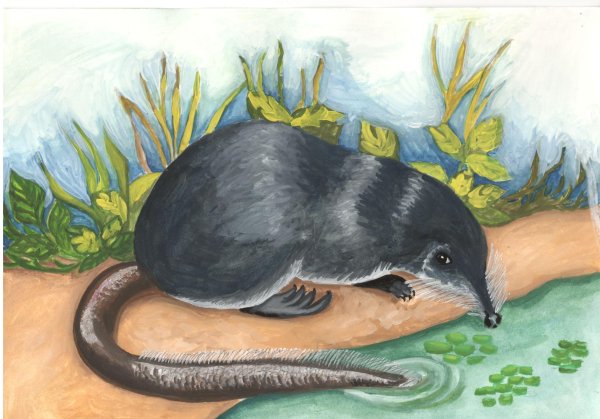 Русская выхухоль