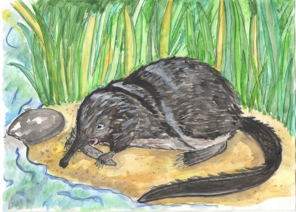 Выхухоль рисунок