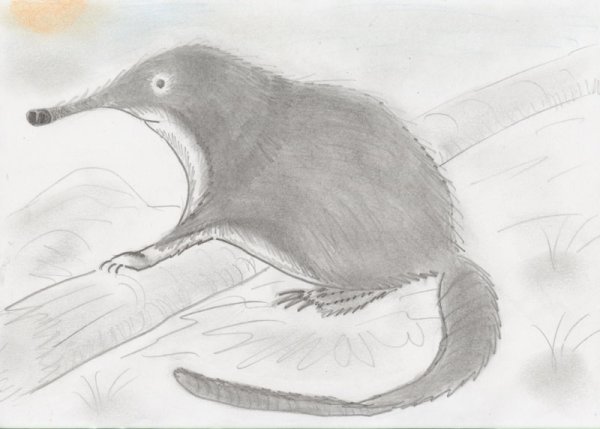 Выхухоль раскраска