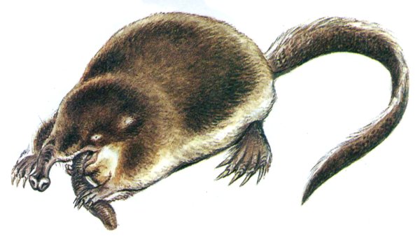 Русская выхухоль