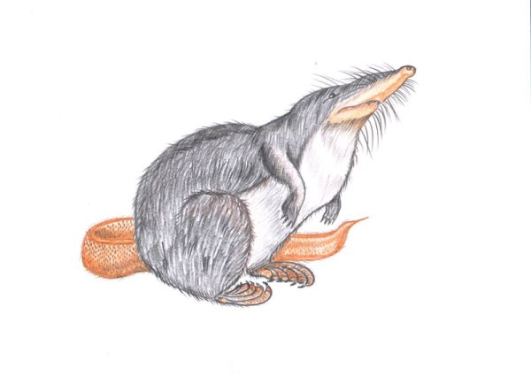 Русская выхухоль