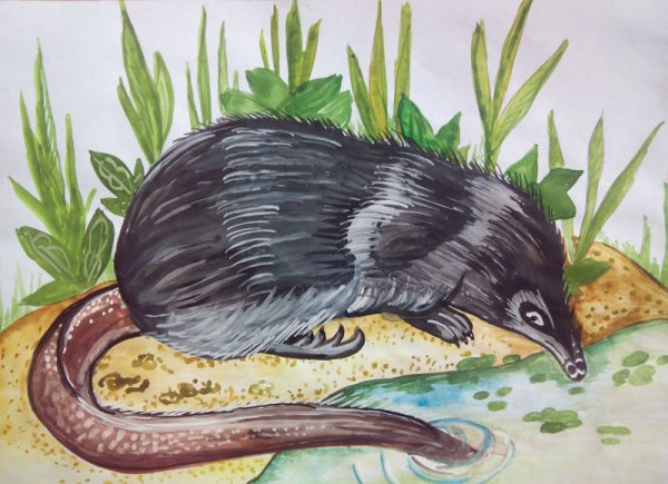 Выхухоль рисунок