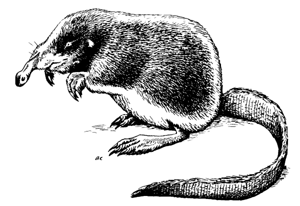 Присурский заповедник выхухоль