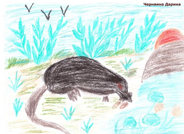 Русская выхухоль рисунок