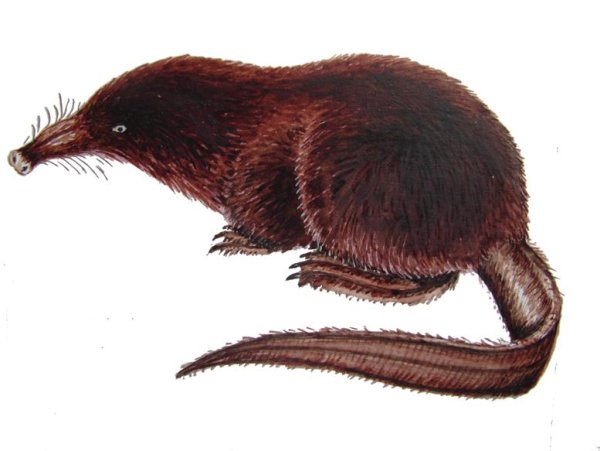 Миронов выхухоль