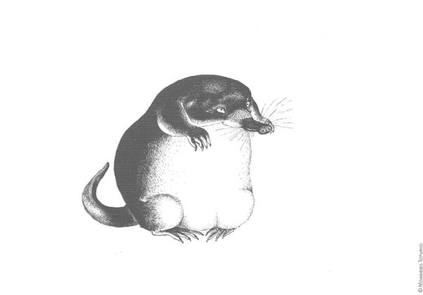 Выхухоль Нургуш