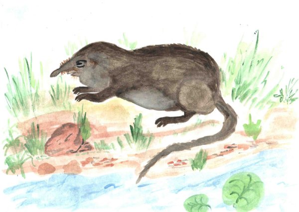 Кавказская выхухоль