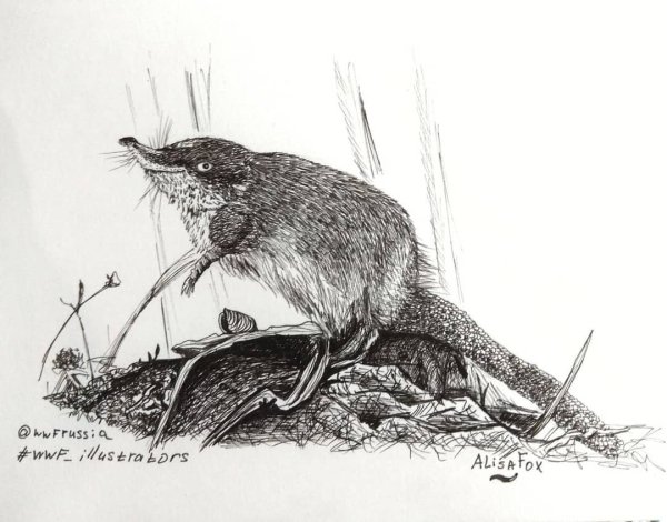 Русская выхухоль Курганской области красная книга