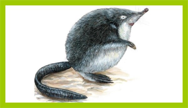 Русская выхухоль рисунок