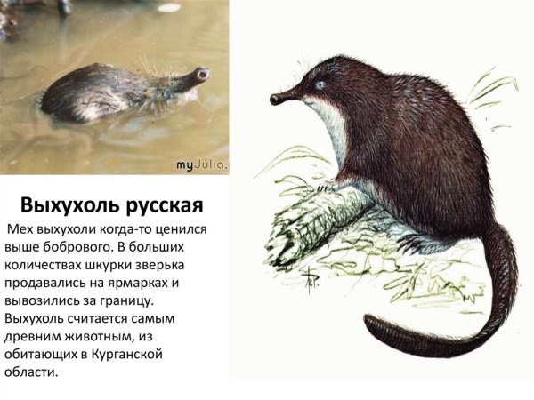 Русская выхухоль Desmana moschata Linnaeus, 1758