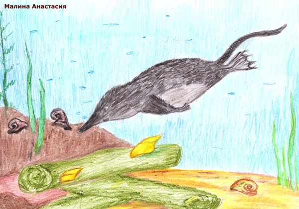 Бурозубка выхухоль