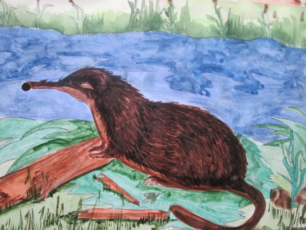 Выхухоль Реликт