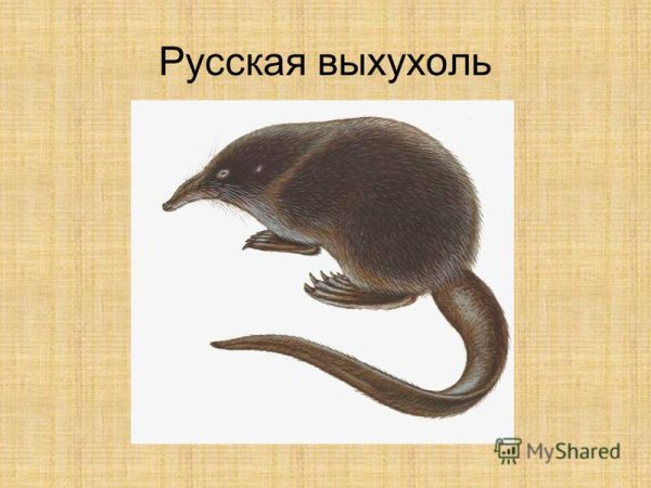 Брянский заповедник выхухоль