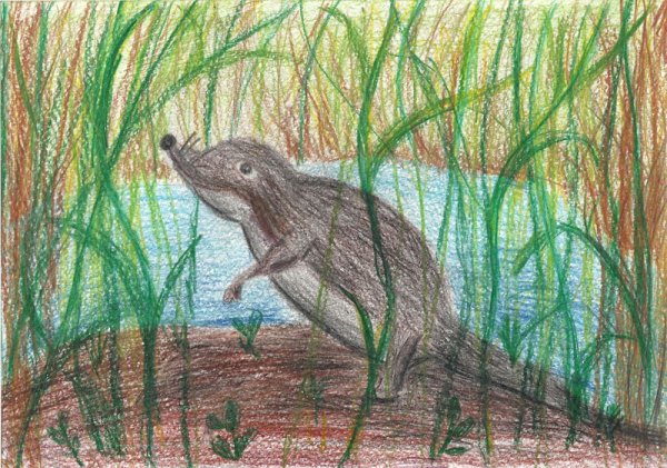 Выхухоль отряд