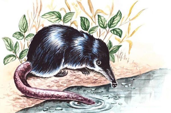 Выхухоль рисунок