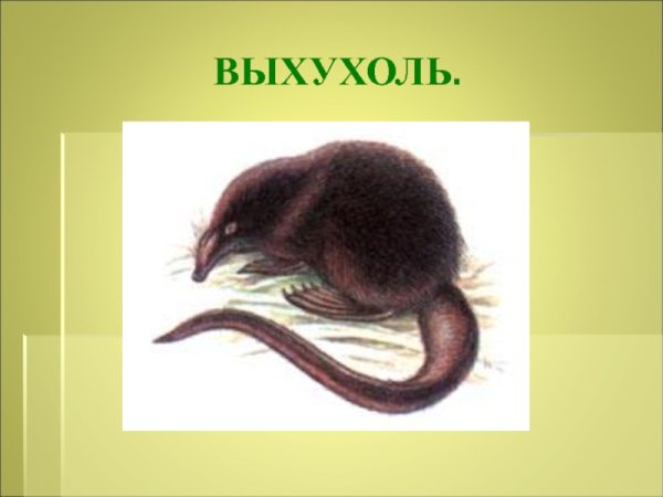 Русская выхухоль