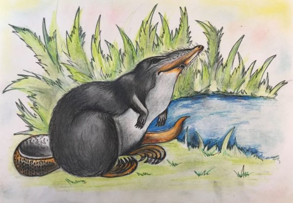 Выхухоль сумчатая