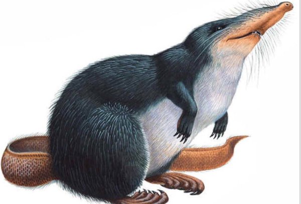 Выхухоль на прозрачном фоне