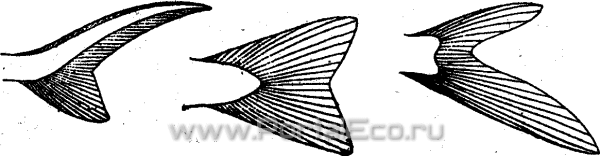 Равнолопастной хвостовой плавник