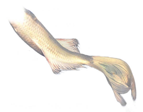 Рыбий хвост животное