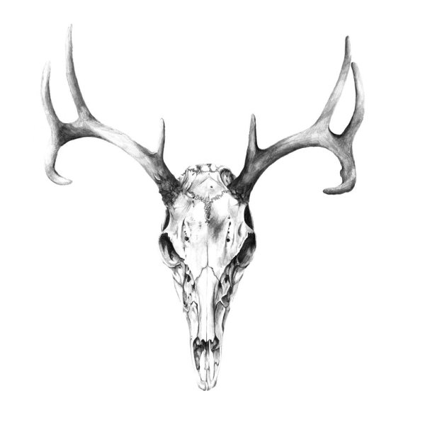 Череп оленя арт